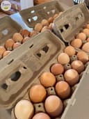Photo of Bym Orpington, Wyandotte hatching eggs
