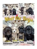 Photo of American Cocker Spaniel Puppies 2 of 7 available
