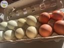 Photo of Mixed colour hatching eggs