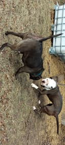 Photo of American Bullies *FREE TO GOOD HOME*