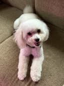 Photo of Toy poodle available for stud