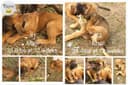 Photo of Boerboel/Cane Corso pups
