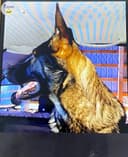 Photo of Purebred German Shepherd puppies are here