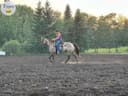 Photo of 7 year old Reg Gelding