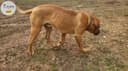 Photo of Purebred Boerboel available for stud