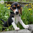 Photo of Gorgeous Beagle Puppies!