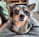 Photo of 2 blue merle chihuahuas