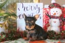 Photo of Christmas Cuddly Yorkie Puppies
