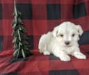 Photo of 4 beautiful maltese puppies for Christmas