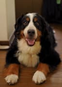 Photo of Bernese mountain dog