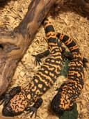 Photo of Gila Monster Adult Pair (unsexed pair of adults)