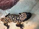 Photo of Gila Monster Adult Pair