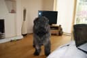 Photo of Bouvier des Flandres