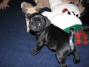 Photo of Pug puppies!