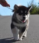 Photo of Obedient Alaskan Malamute puppies available