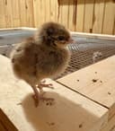 Photo of Bym chicks