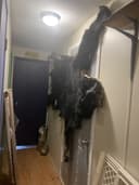 Photo of Beautiful Black Bear Skin