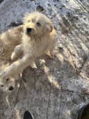 Photo of Komondor/Maremma LGD pup - 1 male