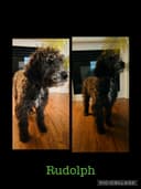Photo of Sheepadoodle puppies