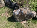 Photo of Petrified wood for sale