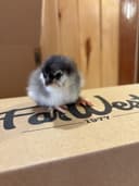 Photo of Olive egger chicks