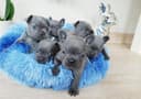 Photo of Adorable healthy French Bulldog Puppies