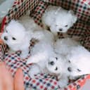 Photo of Two Maltese Puppies Needs a New Family