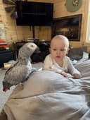 Photo of Well tamed African Grey parrots ready to go.