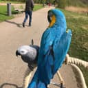 Photo of African Grey and Blue and Gold Macaw parrots