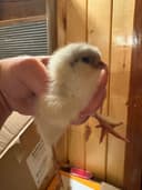 Photo of Easter egger chicks