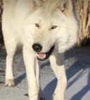 Photo of Wolfdog Puppies (38%) Upcoming Litter (Arctic Type) For Sale