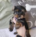 Photo of Male and Female Yorkie puppies