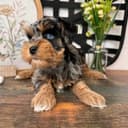 Photo of Home raised yorkie puppies ready to go