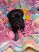 Photo of Nice and Healthy Yorkie Puppies Available