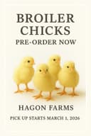 Photo of Broiler chicks - pre order for 2026