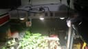 Photo of LED Optic 8 Grow Light