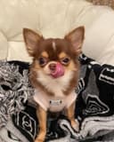 Photo of Two Chihuahua Puppies For Re-homing