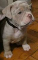 Photo of Two Healthy Tiny English Bulldog Puppies