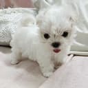 Photo of Two Teacup Maltese Puppies Needs a New Family