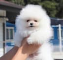 Photo of 0 Weeks Old Pomeranian Puppies