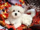 Photo of Splendid Maltese Puppy