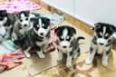 Photo of Sweet Siberian Husky Puppies