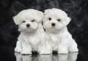 Photo of Super Adorable Maltese Puppies