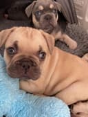 Photo of AKC quality French Bulldog Puppy for free adoption!!!
