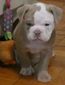 Photo of Gorgeous English Bulldog puppies available