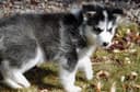 Photo of Akc registered Siberian Husky puppies