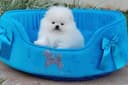 Photo of Priceless White Pomeranian Puppy For Adoption