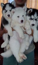 Photo of AKC Husky Puppies