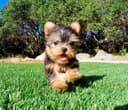 Photo of Registered Yorkshire Puppies For Re-Homing