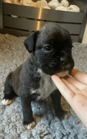 Photo of Cute Boxer Puppies
